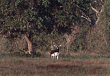 blackbuck