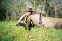 Customerlarge Nilgai Bull