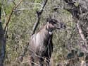 Nilgai pic