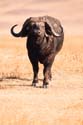 Water Buffalo