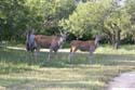 eland bulls and cows