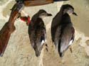 gadwalls