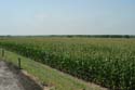 ranch corn field